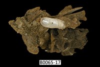 藏品(鳳凰蛤)的圖片